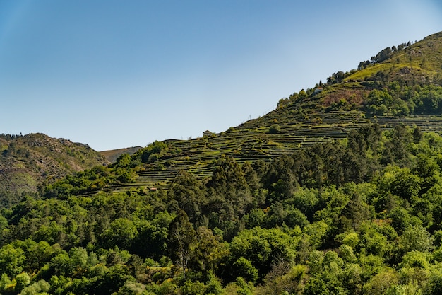 Hermoso paisaje montañoso con muchos árboles y vegetación.