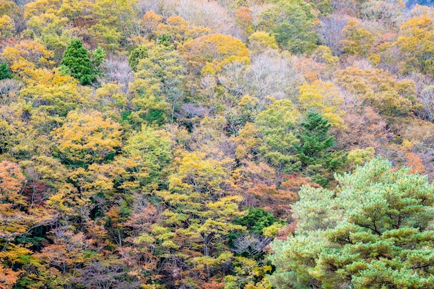 Hermoso paisaje un montón de árboles con hojas de colores alrededor de la montaña
