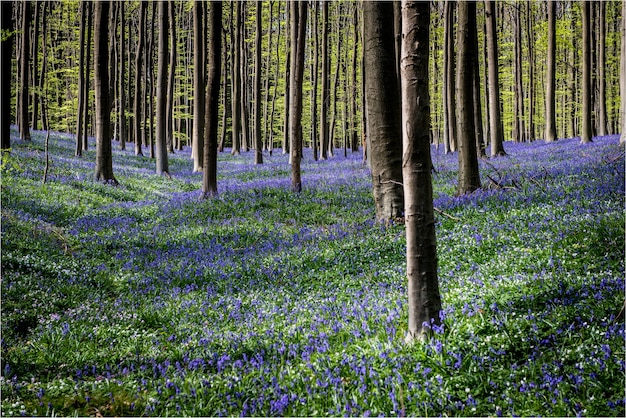 Hermoso paisaje de muchos árboles en el campo de flores púrpuras