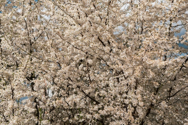 Hermoso paisaje de muchos árboles con flores de cerezo blancas