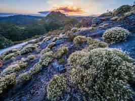 Foto gratuita hermoso paisaje con muchos arbustos en el parque natural de montesinho