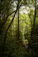 Foto gratuita hermoso paisaje natural del bosque.