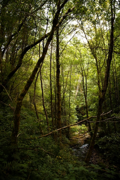 Hermoso paisaje natural del bosque.