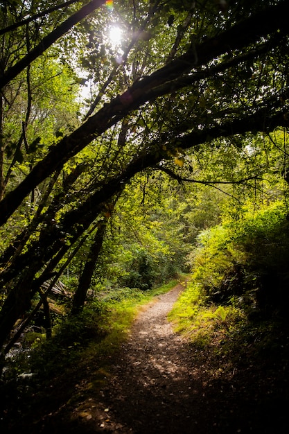 Hermoso paisaje natural del bosque.