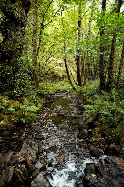 Foto gratuita hermoso paisaje natural del bosque.