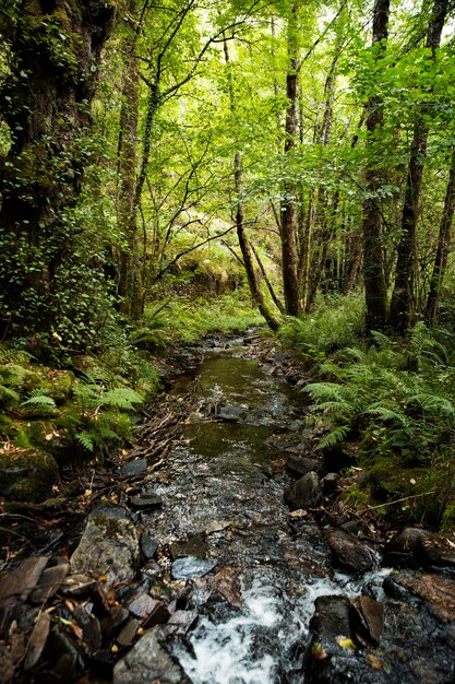 Hermoso paisaje natural del bosque.