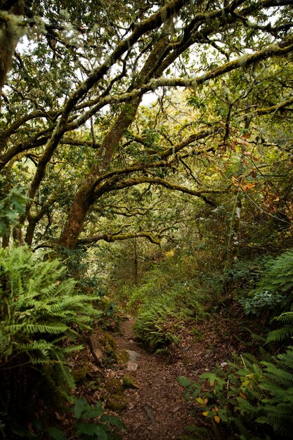 Hermoso paisaje natural del bosque.