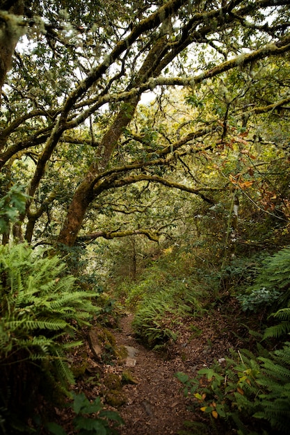 Hermoso paisaje natural del bosque.