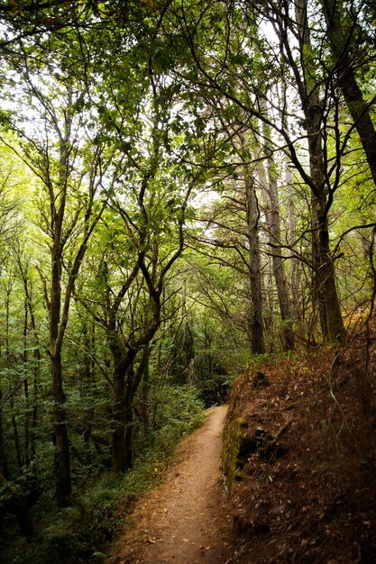 Hermoso paisaje natural del bosque.