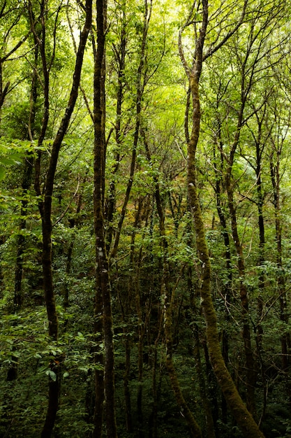 Hermoso paisaje natural del bosque.