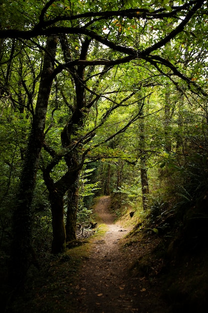 Hermoso paisaje natural del bosque.