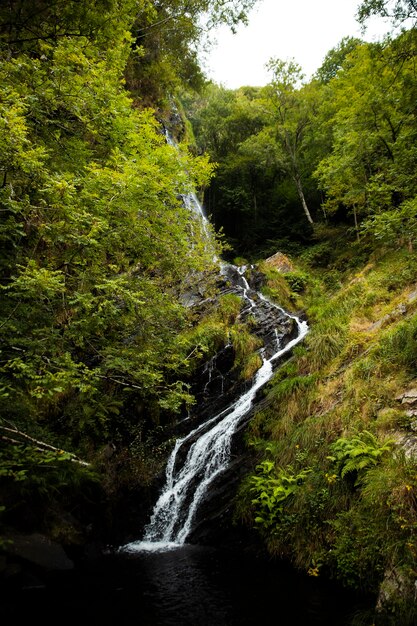 Hermoso paisaje natural del bosque.