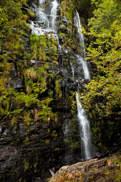 Hermoso paisaje natural del bosque.