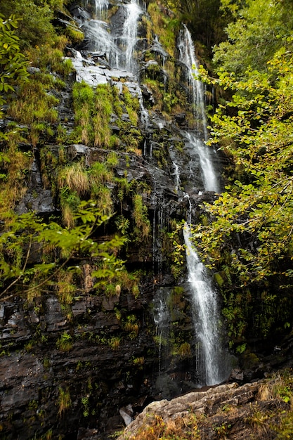 Hermoso paisaje natural del bosque.