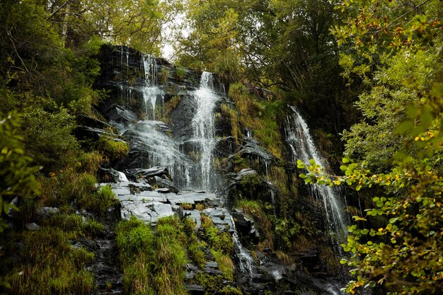 Hermoso paisaje natural del bosque.