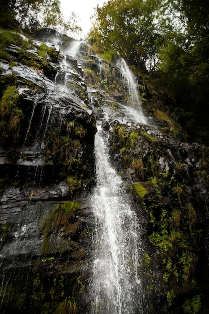 Hermoso paisaje natural del bosque.