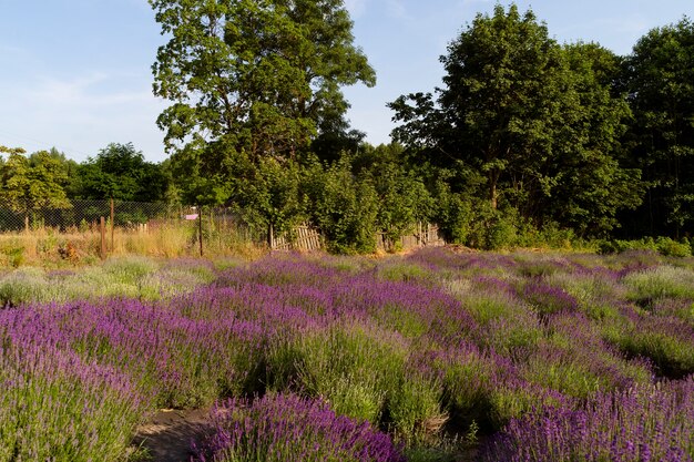 Hermoso paisaje natural de campo de lavanda