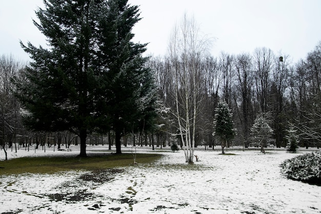 Foto gratuita hermoso paisaje natural de invierno