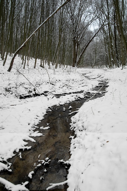 Foto gratuita hermoso paisaje natural con pequeño arroyo