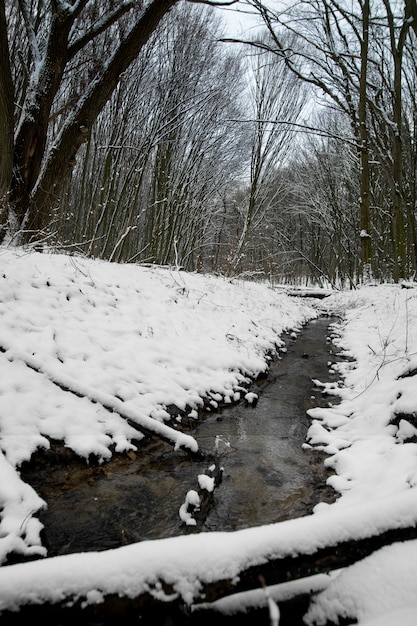 Hermoso paisaje natural con pequeño arroyo