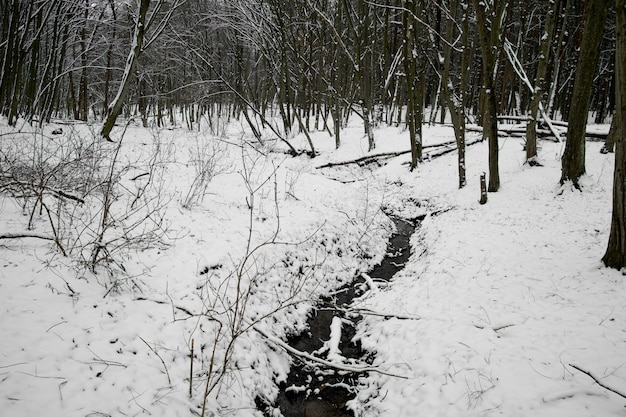 Foto gratuita hermoso paisaje natural con pequeño arroyo