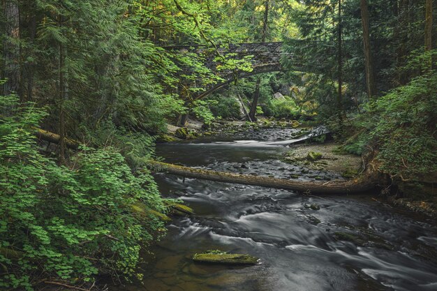 Hermoso paisaje natural de un pequeño río con vegetación y un puente viejo