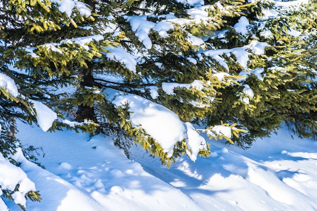 Hermoso paisaje de naturaleza al aire libre con arbol de navidad.