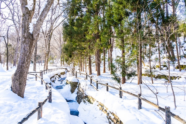 Hermoso paisaje de naturaleza al aire libre con un árbol en la temporada de invierno de nieve en Hokkaido