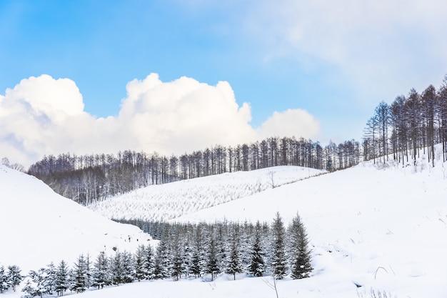 Hermoso paisaje de naturaleza al aire libre con un árbol en la temporada de invierno de nieve en Hokkaido