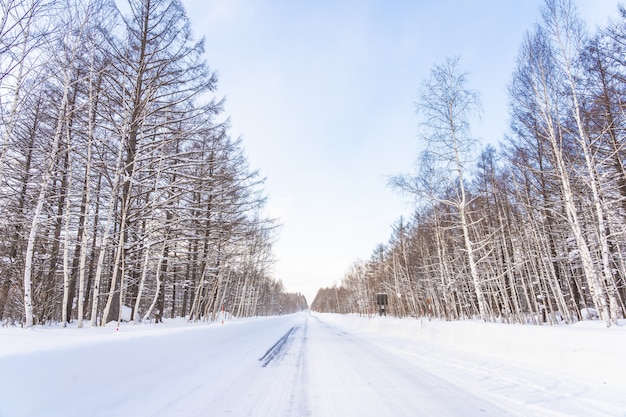 Hermoso paisaje de naturaleza al aire libre con un árbol en la temporada de invierno de nieve en Hokkaido