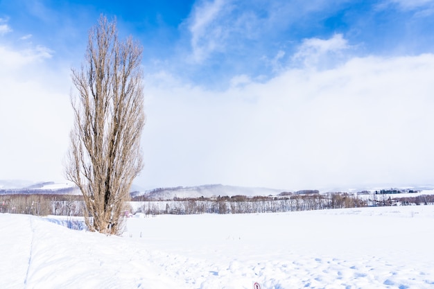 Foto gratuita hermoso paisaje de naturaleza al aire libre con árboles de ken y mary en el área de biei