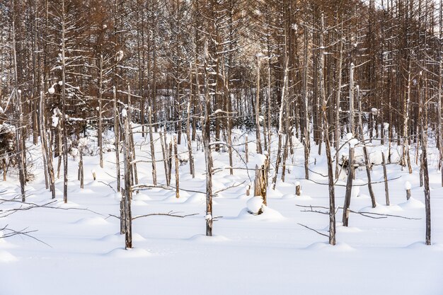 Hermoso paisaje de naturaleza al aire libre con rama de árbol de estanque azul en la temporada de invierno de nieve
