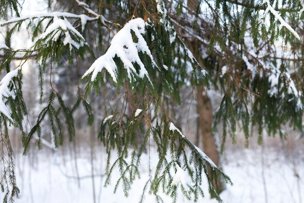 Hermoso paisaje con nieve en árbol
