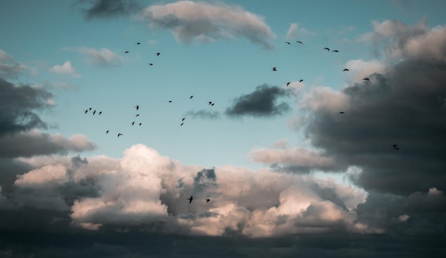 Hermoso paisaje nublado en el cielo azul La bandada de pájaros volando en el cielo