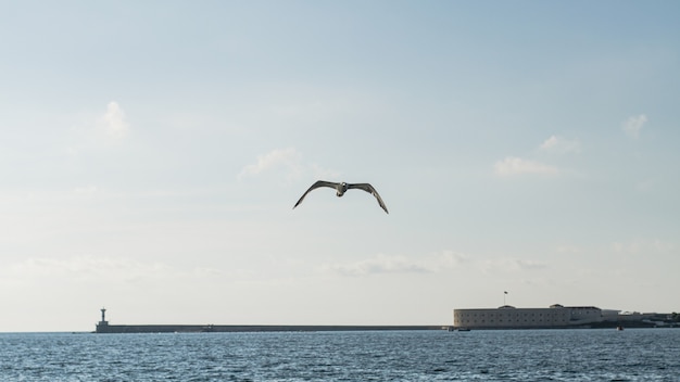 Hermoso paisaje oceánico con gaviota