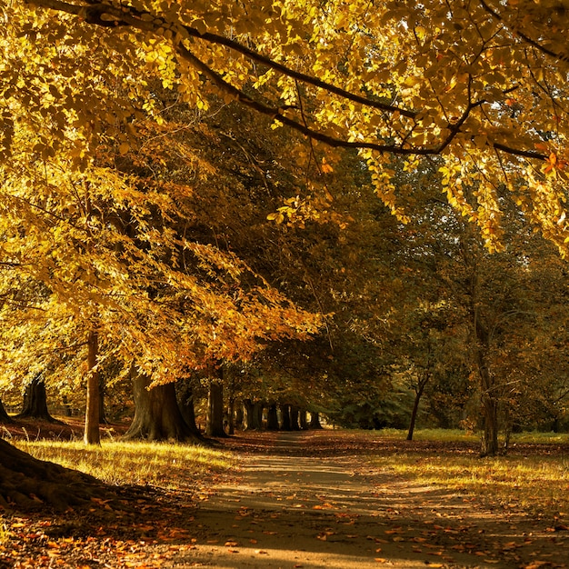 Hermoso paisaje de otoño en el parque con las hojas amarillas caídas en el suelo