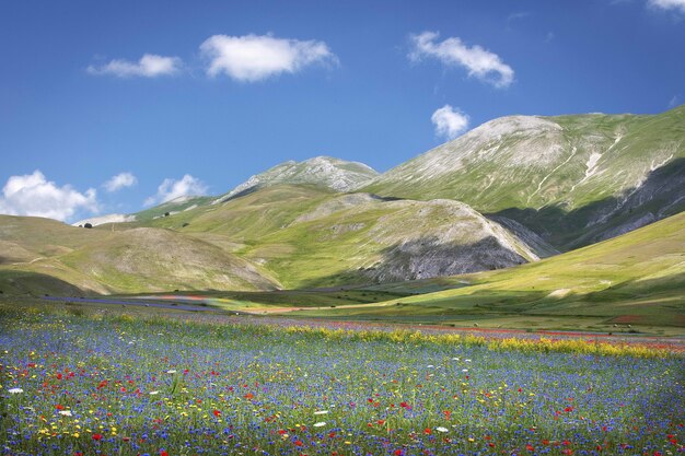 Hermoso paisaje de un paisaje de un campo de flores