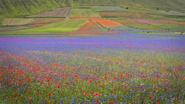 Hermoso paisaje de un paisaje de un campo de flores