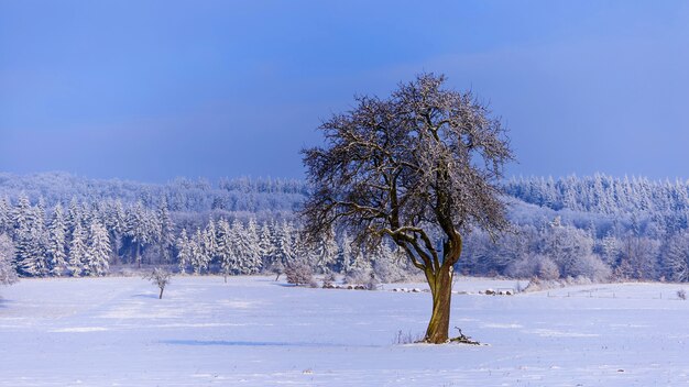 Hermoso paisaje de un paisaje invernal con árboles cubiertos de nieve