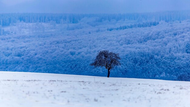 Hermoso paisaje de un paisaje invernal con árboles cubiertos de nieve