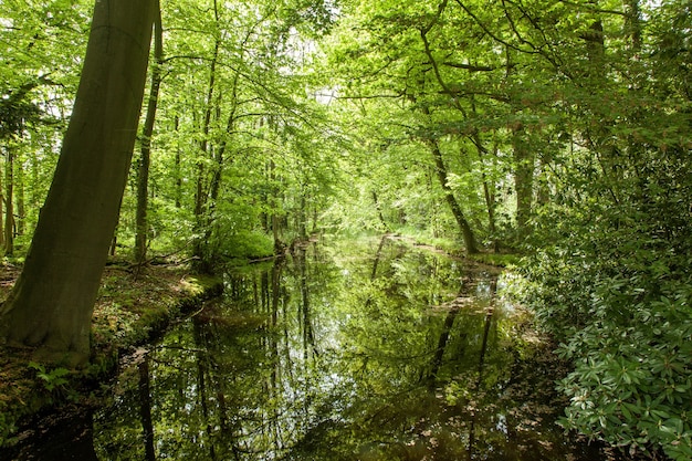 Hermoso paisaje de un parque con árboles reflejándose en el agua