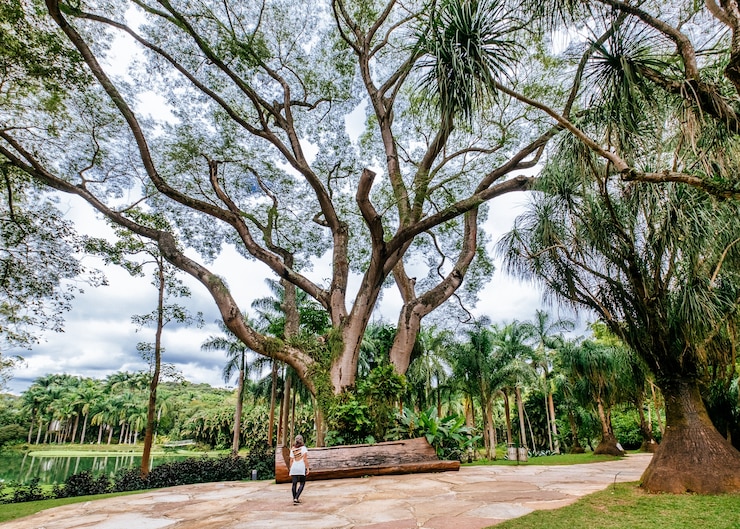 Foto gratuito hermoso paisaje del parque mangal das garcas en la ciudad de belem en brasil