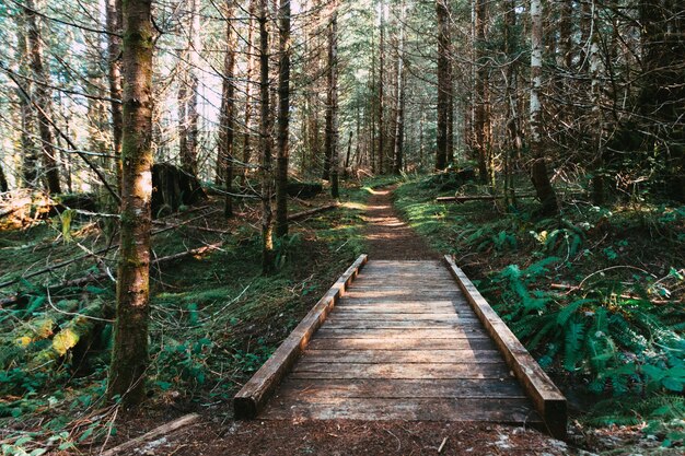 Hermoso paisaje de un pequeño puente que conduce a una zanja en el bosque