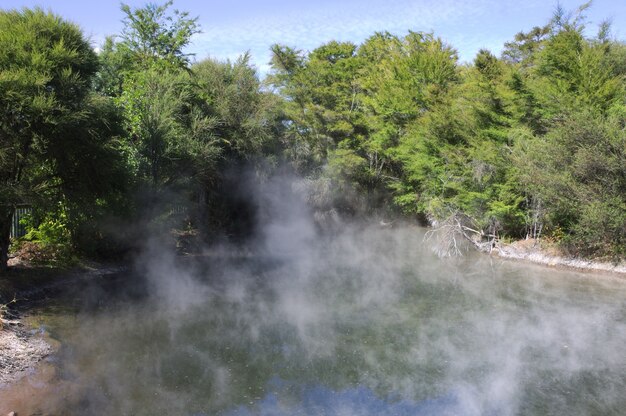 Hermoso paisaje de una piscina caliente rodeada de árboles verdes en Nueva Zelanda