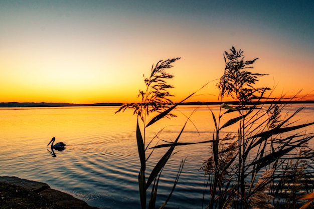 Hermoso paisaje de plantas Phragmites junto al mar con un pelícano nadando al atardecer