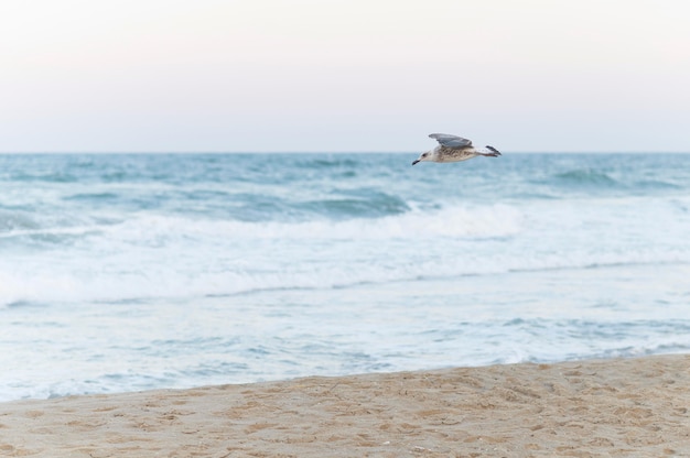 Hermoso paisaje de playa con gaviotas volando