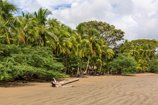 Hermoso paisaje de una playa llena de diferentes tipos de plantas verdes en Santa Catalina, Panamá