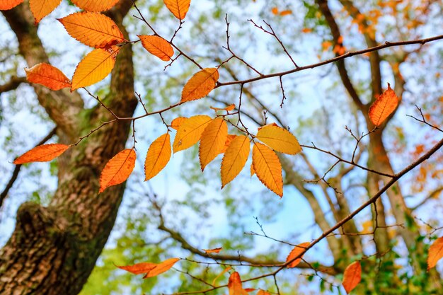 Hermoso paisaje de principios de otoño en un día soleado en el parque