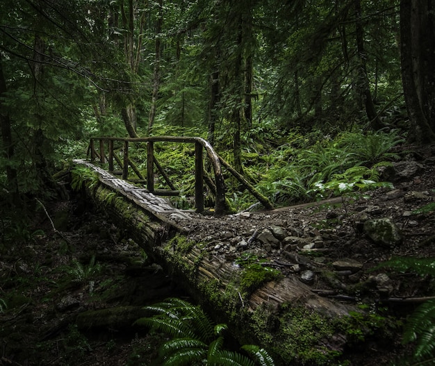 Hermoso paisaje de un puente de madera en medio de un bosque con plantas y árboles verdes