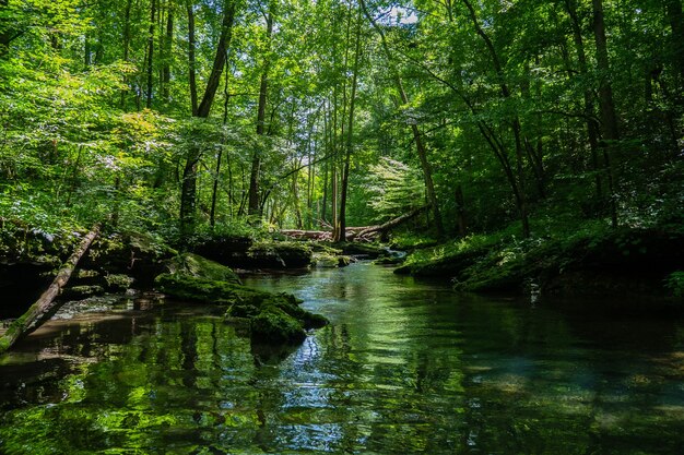 Hermoso paisaje de un río rodeado de vegetación en un bosque